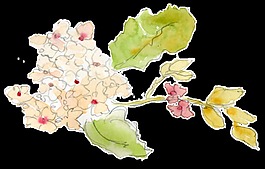 粉嫩花枝透明裝飾素材