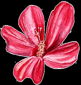 紅紋花瓣透明裝飾素材