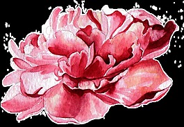 粉红花蕊透明装饰素材