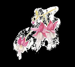 白花凋零透明装饰素材