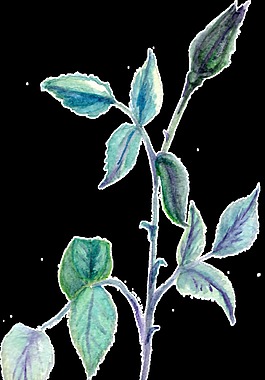 水晶花葉透明裝飾素材