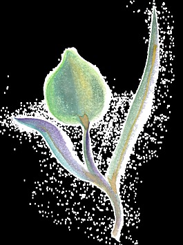 綠色桃花透明裝飾素材
