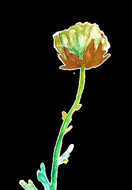 芬綠枝葉透明裝飾素材