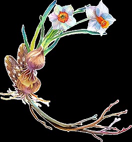 真菌蘑菇透明裝飾素材