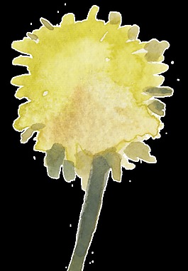 水黃花束透明裝飾素材