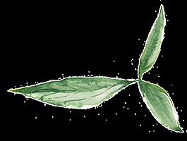 散開(kāi)花葉透明裝飾素材