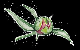 綠枝花心透明裝飾素材