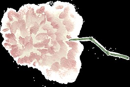燦爛花葉透明裝飾素材