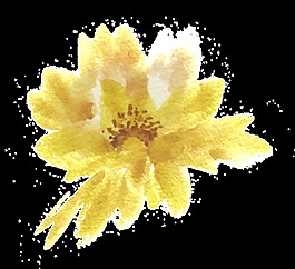 黃粉花瓣透明裝飾素材