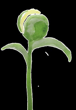 綠果花枝透明裝飾素材