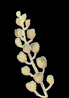 水粉花葉透明裝飾素材