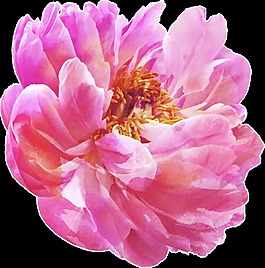 旋粉花蕊透明裝飾素材