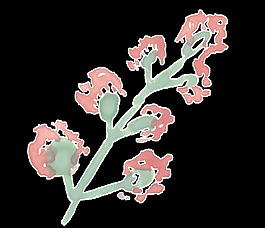 紅酒花枝透明裝飾素材