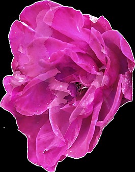 紫色優(yōu)雅花卉透明裝飾素材
