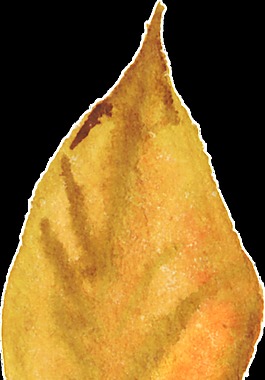 秋日落葉透明裝飾素材