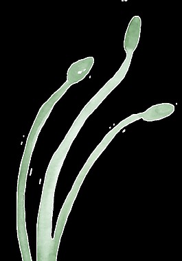 綠色水草透明裝飾素材