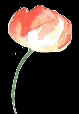 生長美麗鮮花透明裝飾素材