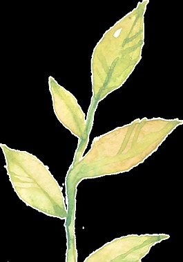 茂密樹葉透明裝飾素材