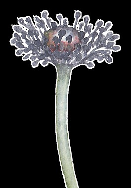 创意凋零花瓣透明装饰素材