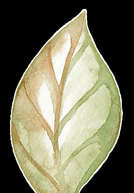 樹葉紋理透明裝飾素材