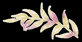 彩色樹葉透明裝飾素材