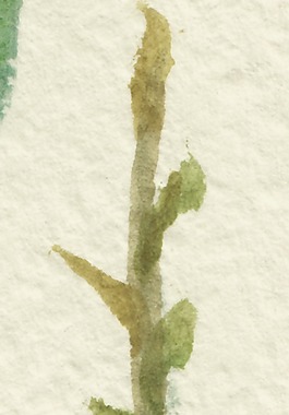 水墨畫植物透明裝飾素材
