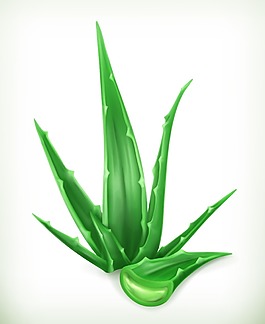 綠色清新蘆薈植物插畫