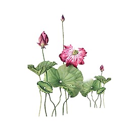 水墨荷花簡(jiǎn)約元素