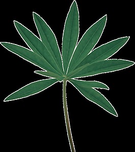 手繪逼真綠油油枝葉png透明素材
