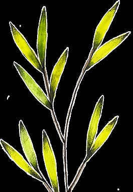 亮黃花枝透明裝飾素材