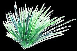 飛揚(yáng)枝葉透明裝飾素材