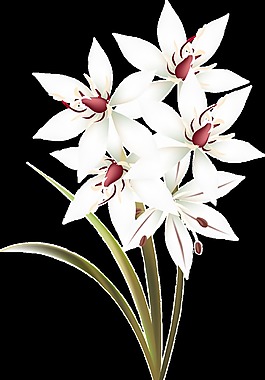 紅白花蕊透明裝飾素材