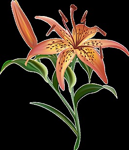 金橙花束透明裝飾素材