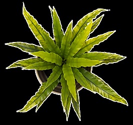 展開(kāi)花葉透明裝飾素材