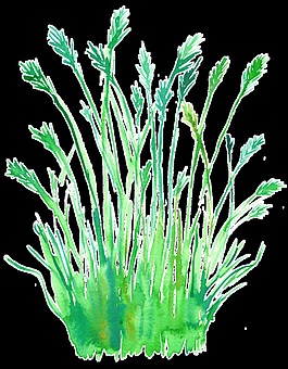 水嫩花枝透明裝飾素材