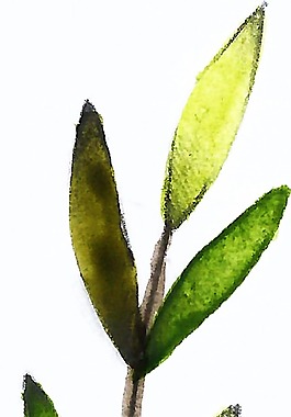 黃綠花枝透明裝飾素材