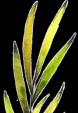 金黃枝葉透明裝飾素材