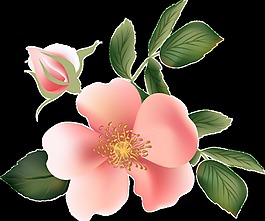 粉嫩花蕊透明裝飾素材