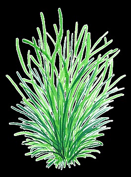滿綠海草透明裝飾素材