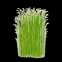 陽光植物透明裝飾素材