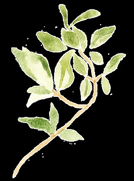 嫩绿植物树叶透明装饰素材