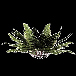 簡(jiǎn)單枝葉透明裝飾素材