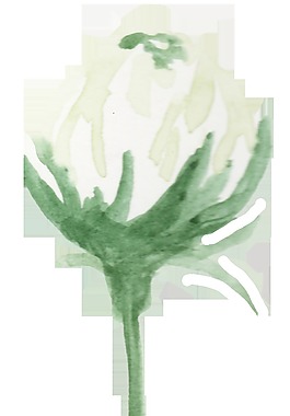 含苞待放花卉透明裝飾素材