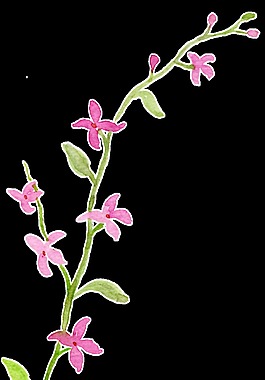 情人節(jié)創(chuàng)意花卉透明裝飾素材
