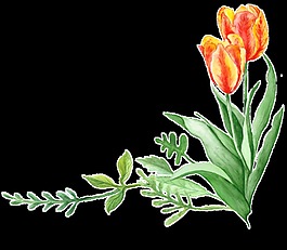 郁金香花束透明裝飾素材