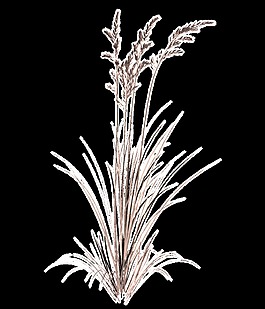 青色花蕊透明裝飾素材