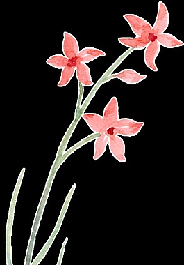 簡約線條花卉透明裝飾素材