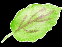 樹(shù)葉透明裝飾素材