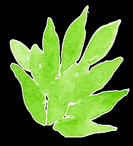 茂密樹葉透明裝飾素材