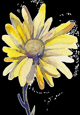 黃色太陽(yáng)花透明裝飾素材
